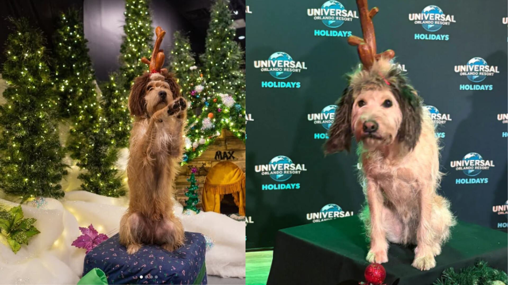 Todos los perros que interpretan a Max en Universal Studios son animales rescatados deen refugios de Florida Central y otras regiones. (universalorlando/Instagram)