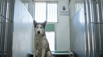 Perra husky siberiana adulta de pelaje blanco y gris con ojos azules sentada en una jaula metálica. Al fondo, paredes blancas, ventanas enrejadas y un cartel institucional desenfocado.
