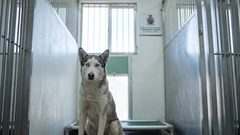 Piden justicia para Sasha, una husky que mordió a niño en la Feria del Libro de la Frontera