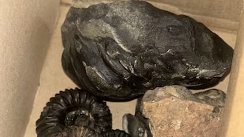 Los hallazgos impulsan procesos de