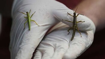 Praga crea condiciones únicas para