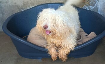 El caniche llegó a Ibiza en patera.