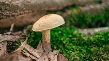 Primer plano de una seta de sombrero claro y tallo con manchas, creciendo entre musgo verde y hojas secas de color marrón en el suelo de un bosque