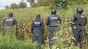 Así fue localizado un plantío de amapola en Cotzinga, Puebla