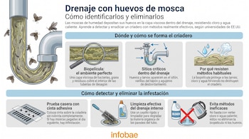 Infografía con un drenaje, moscas, huevos y larvas. Muestra lupa, sifón, coladera con cinta adhesiva, cepillo, limpiador, cloro tachado y pava de agua caliente tachada.