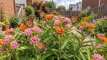 Varias mariposas monarca y abejas sobre flores de algodoncillo rosadas y anaranjadas en un jardín con una valla y casas al fondo.