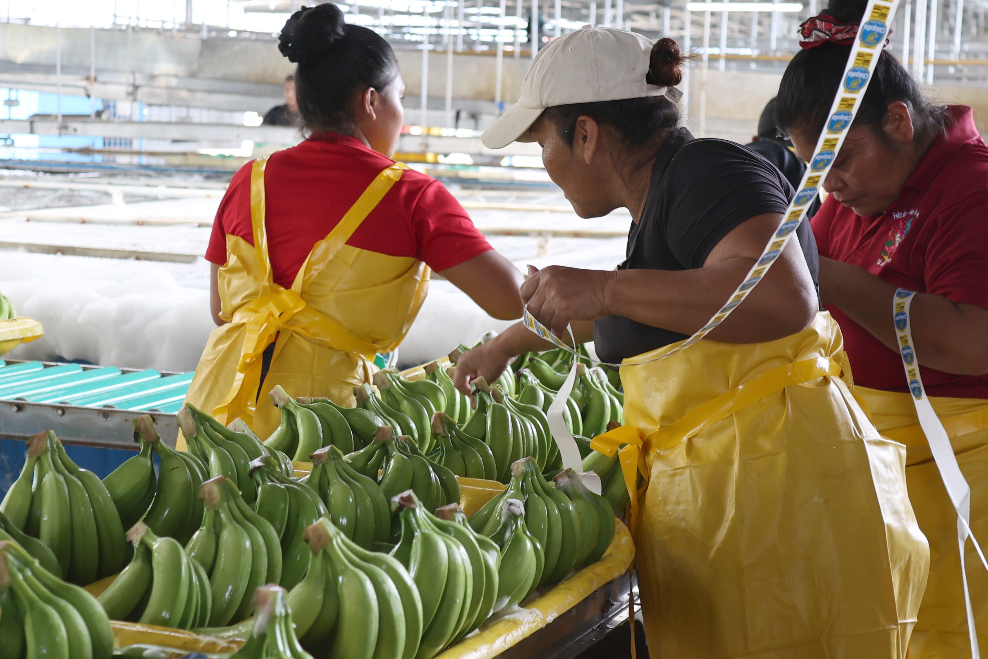 La recuperación del banano permitió alcanzar $64.2 millones en ventas y fortalecer el peso de las frutas. EFE/ Marcelino Rosario