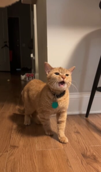 Sus armónicos maullidos conquistaron a