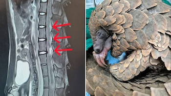 Pangolín rescatada del tráfico ilegal