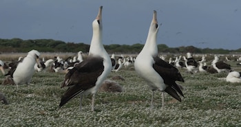 Midway se convierte en un