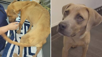 Díptico muestra un perro Mountain View Cur delgado sobre una toalla y, a la derecha, al mismo perro de pie y con mejor estado físico