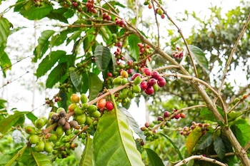 El Gobierno otorga un plazo de 24 meses para la eliminación total del fipronil en todo el territorio costarricense. (Cortesía: Ministerio de Agricultura y Ganadería)