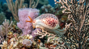 Caracol marino blanco con manchas rojas y tentáculos anaranjados sobre una rama de coral cerca de esponjas de mar.