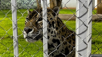Profepa y FGR aseguran ejemplares de león africano, jaguar y tigre de Bengala en cateo en San Luis Potosí. (Foto: Profepa)
