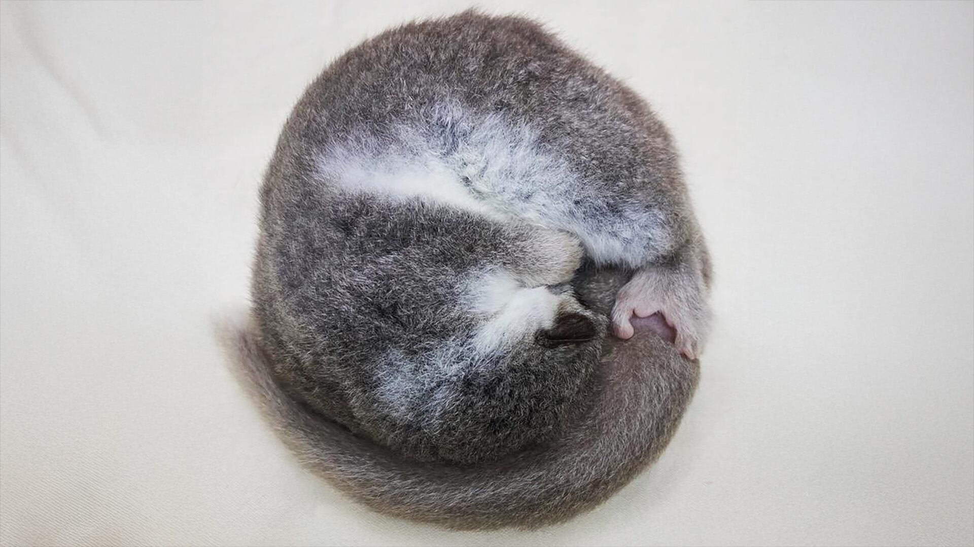 Hay gran diversidad de especies de lémur. Uno de ellos es el lémur enano, que esta imagen está hibernando/Lydia Greene