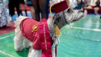 La perra Pestañita momentos antes
