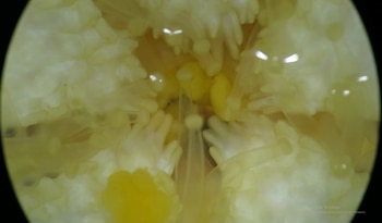 El proceso reproductivo consiste en