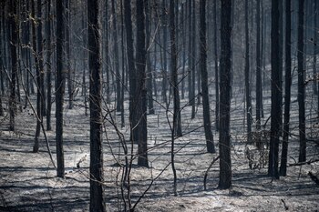Debido a que los árboles
