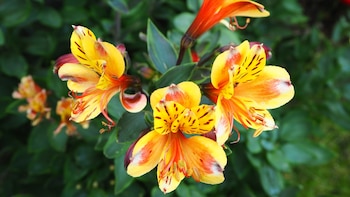 La historia y leyenda detrás