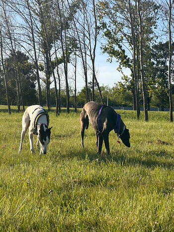 La dueña contó que la