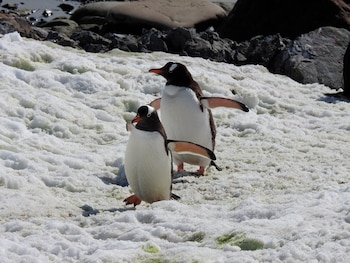 El estudio tuvo una muestra