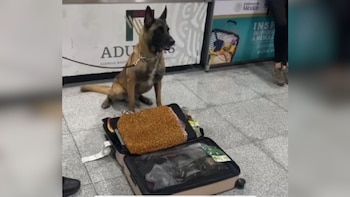 Binomio canino localiza más de 200 kilos de metanfetamina y hojas de coca en equipaje y contenedores del AICM