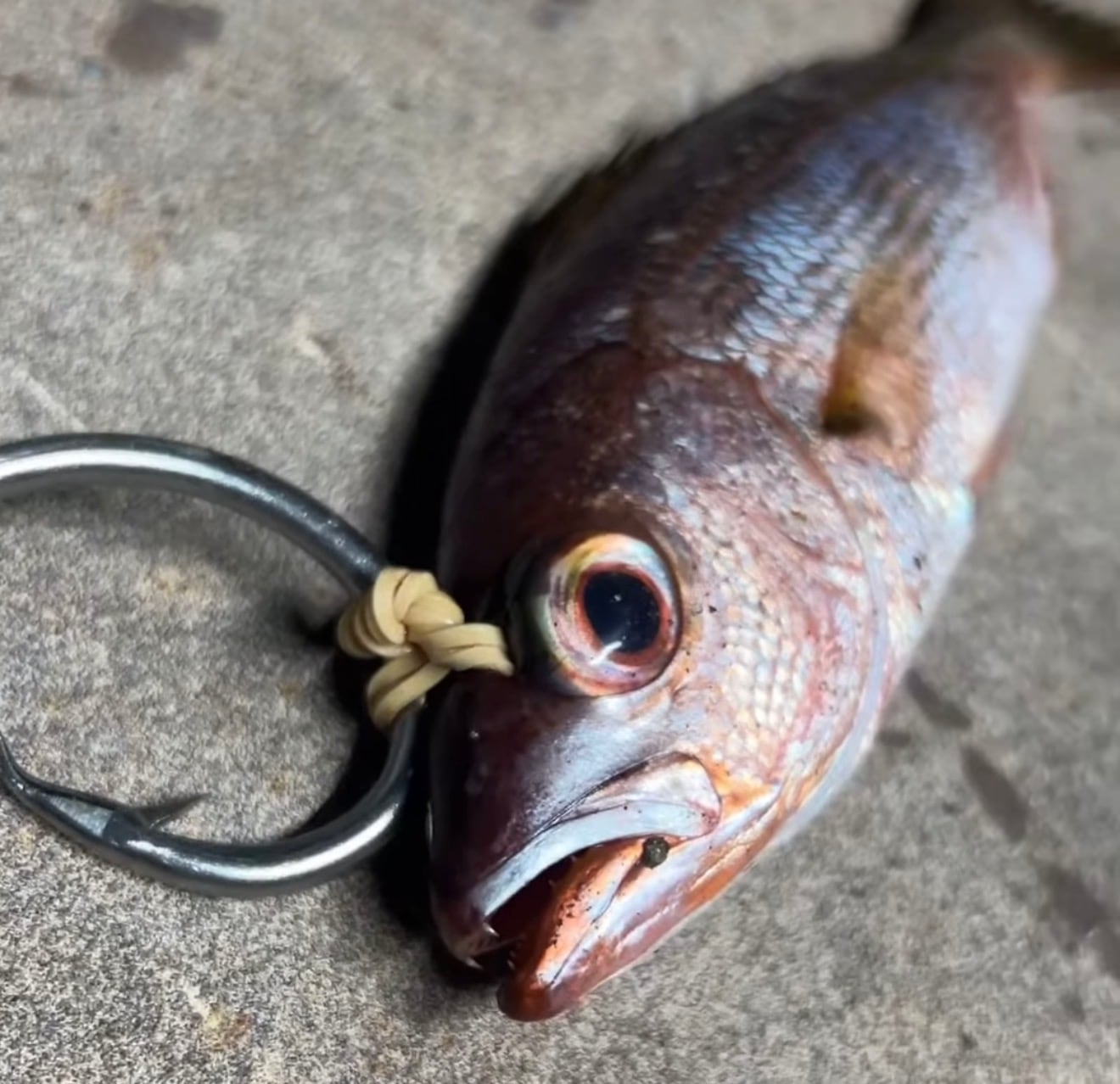 El uso de carnada viva fue detectado en el 77% de los anzuelos observados. Cortesía: Earthrace Conservation