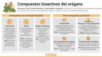 Infografía sobre compuestos bioactivos del orégano con secciones para carvacrol, timol, ácidos fenólicos, flavonoides y terpenos.