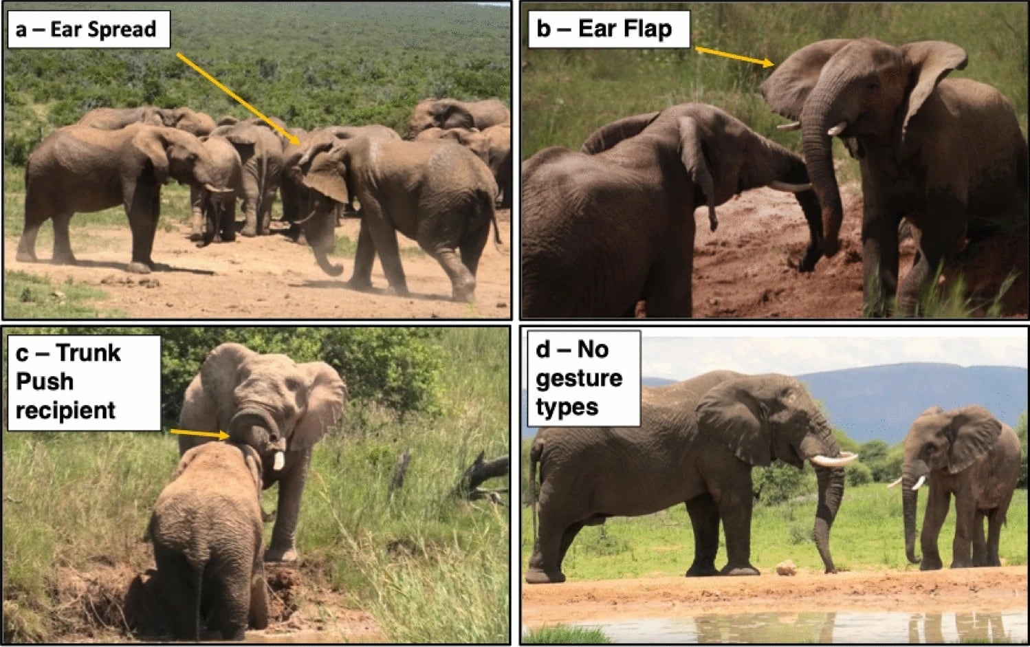 Un estudio científico determinó que los elefantes africanos de sabana utilizan al menos 41 tipos de gestos intencionales para comunicarse (Gentileza, estudio: Comunicación gestual de los elefantes durante las interacciones agonísticas: repertorio, intencionalidad y objetivos, publicado en Animal Cognition)