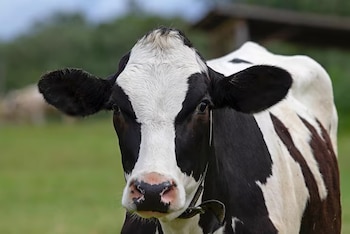 Plano medio de una vaca manchada de color blanco y negro en un campo de hierba verde