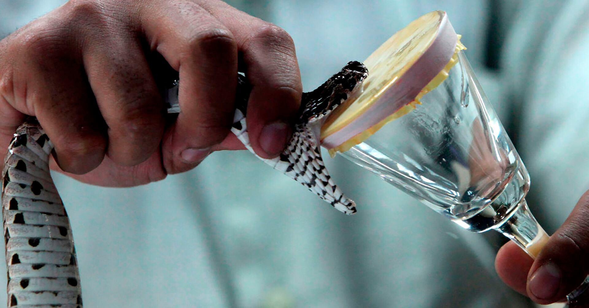 El veneno de las criaturas más peligrosas de Australia se convierte en herramienta clave para salvar vidas humanas (EFE)