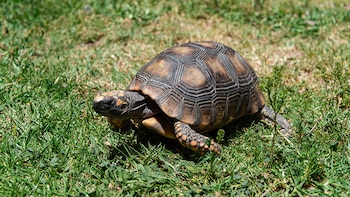 El SERFOR rescata especies vulnerables