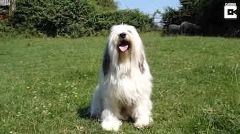 Un terrier tibetano(Europa Press)