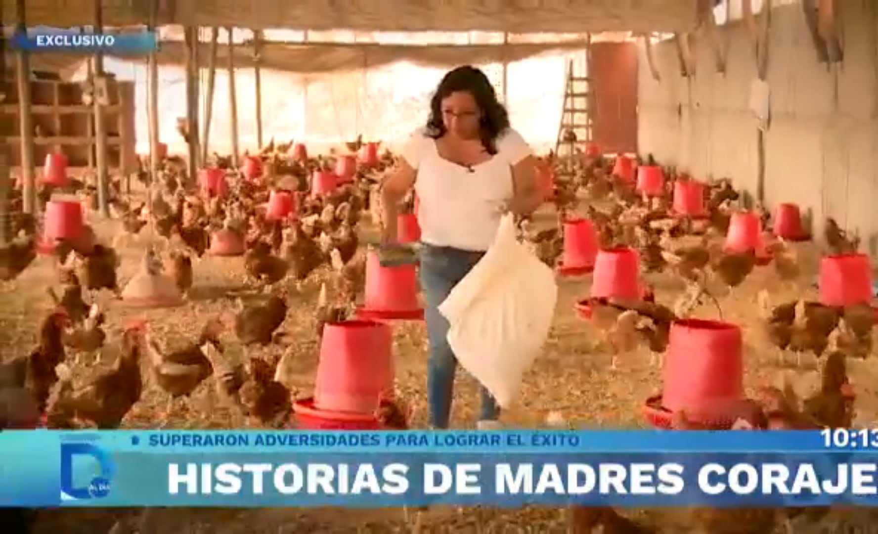 Una mujer alimenta a sus gallinas en un amplio gallinero con comederos rojos, demostrando el trabajo duro y la dedicación en su emprendimiento avícola.