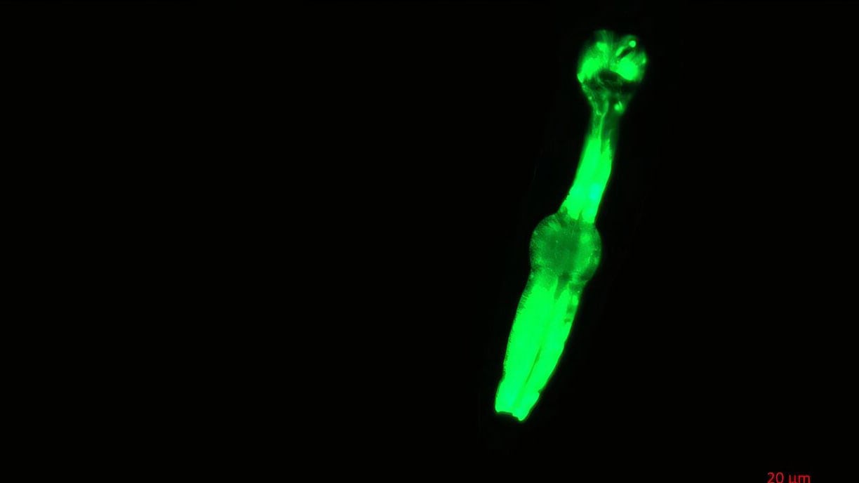 Un equipo de científicos del Reino Unido envió nematodos C. elegans a la Estación Espacial Internacional para estudiar adaptación biológica en microgravedad. Crédito: Universidad de Exeter - Reíno Unido