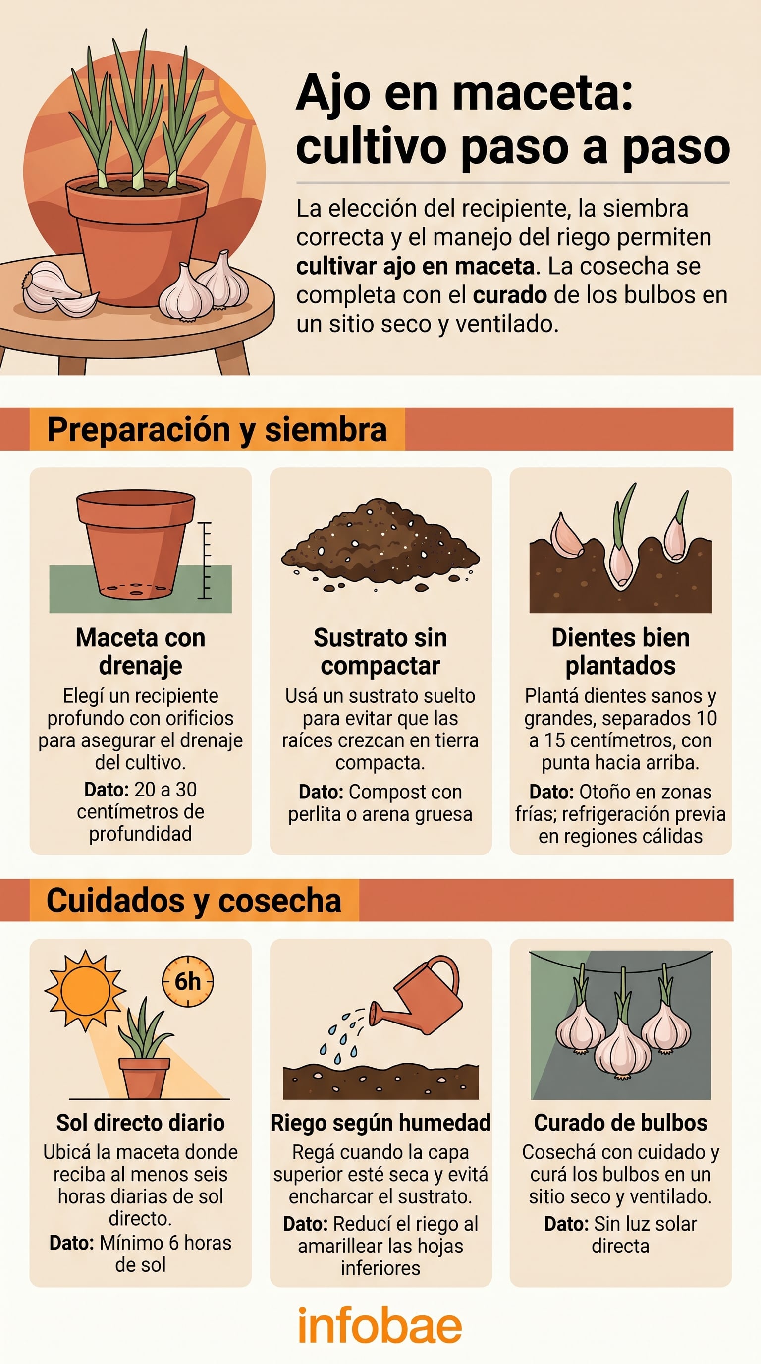 Guía paso a paso sobre la siembra, cuidado y cosecha de ajo en maceta. (Imagen Ilustrativa Infobae)