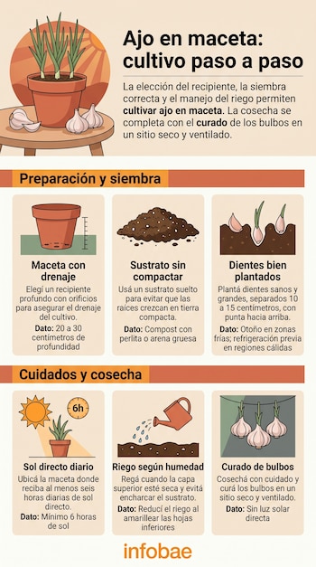 Infografía de Infobae con ilustraciones y texto sobre el cultivo de ajo en maceta, dividida en preparación, siembra, cuidados y cosecha.