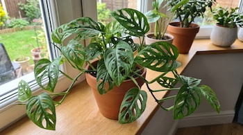Una planta Monstera adansonii con hojas caladas en una maceta de terracota sobre una repisa de madera junto a una ventana.