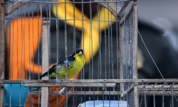 Van más de seis mil