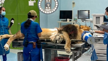 El Zoológico de Guadalajara inauguró