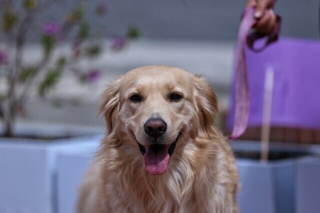 La Fundación Luzma Peluditos alberga a 37 perros y 5 gatos - crédito Colprensa