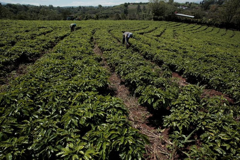 la compañía invertirá USD 39 millones en el desarrollo de la planta, que estará ubicada en La Argentina de Grecia y ocupará un terreno de siete hectáreas. REUTERS/Juan Carlos Ulate