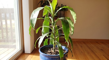 Una planta verde en una maceta de cerámica azul sobre un suelo de madera junto a una ventana iluminada por la luz solar.