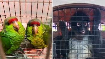 Profepa y FGR aseguran en