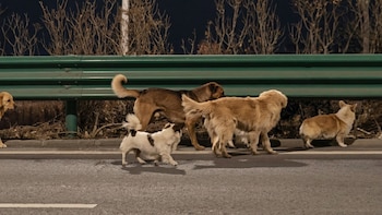 La verdad detrás del valiente