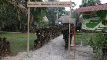 Árboles milenarios, testigos silenciosos de