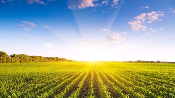 El nuevo producto para protegerlos