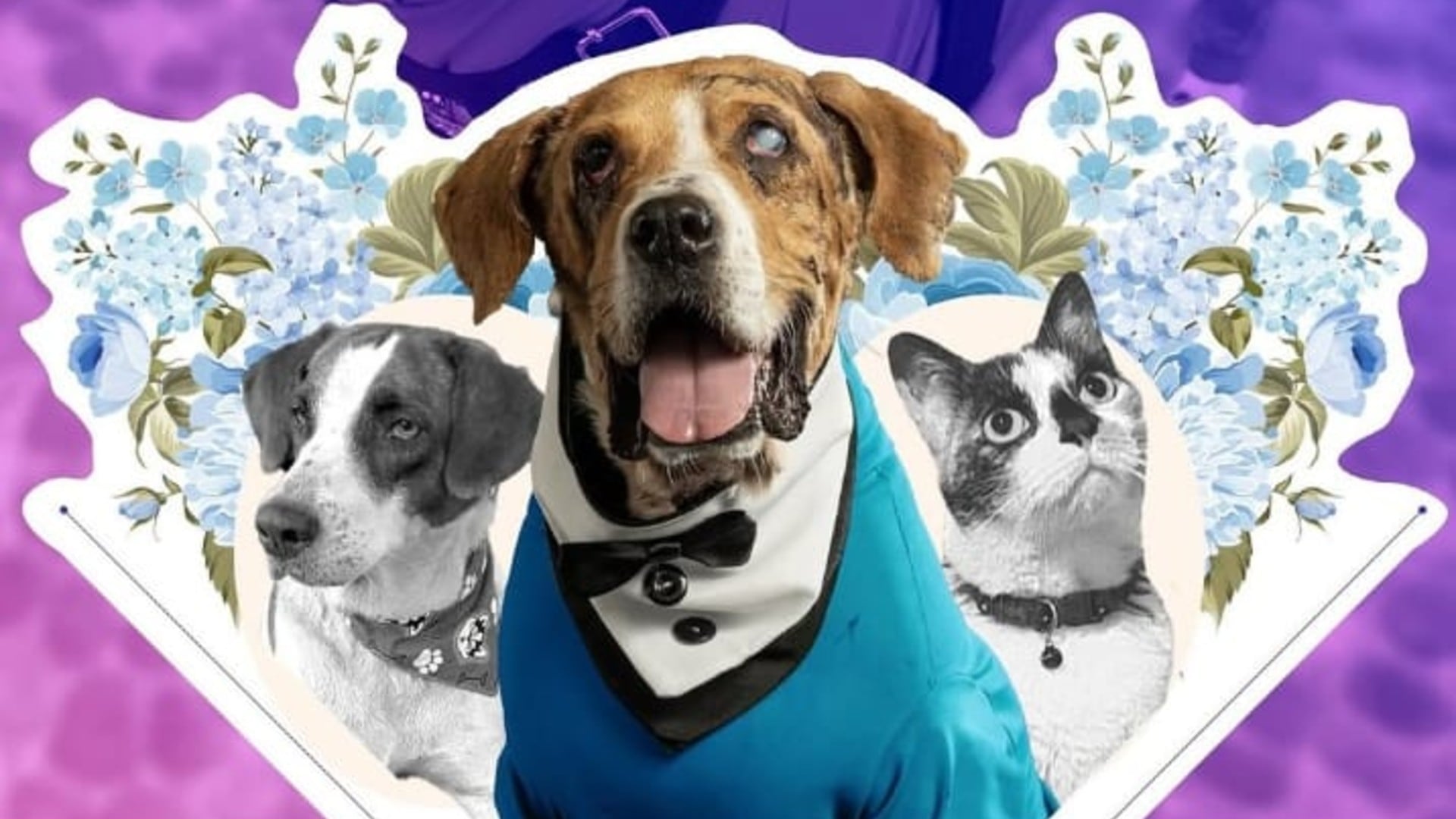 La ley Ángel fue aprobada por unanimidad en el Congreso colombiano y busca combatir la violencia animal de manera integral y severa - crédito andreanimalidad / Instagram