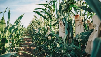 La alta intensidad de selección