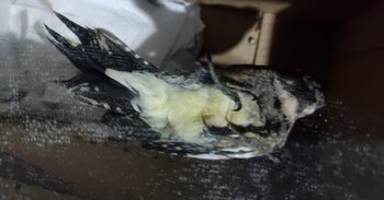 Un ciudadano resguardó al ave